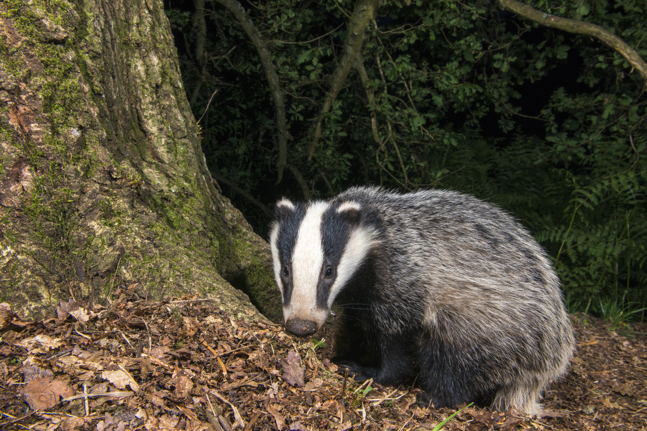 European badger cub in Ashdown Forest, Sussex, England. © James Warwick/Getty European badger cub in Ashdown Forest, Sussex, England. © James Warwick/Getty