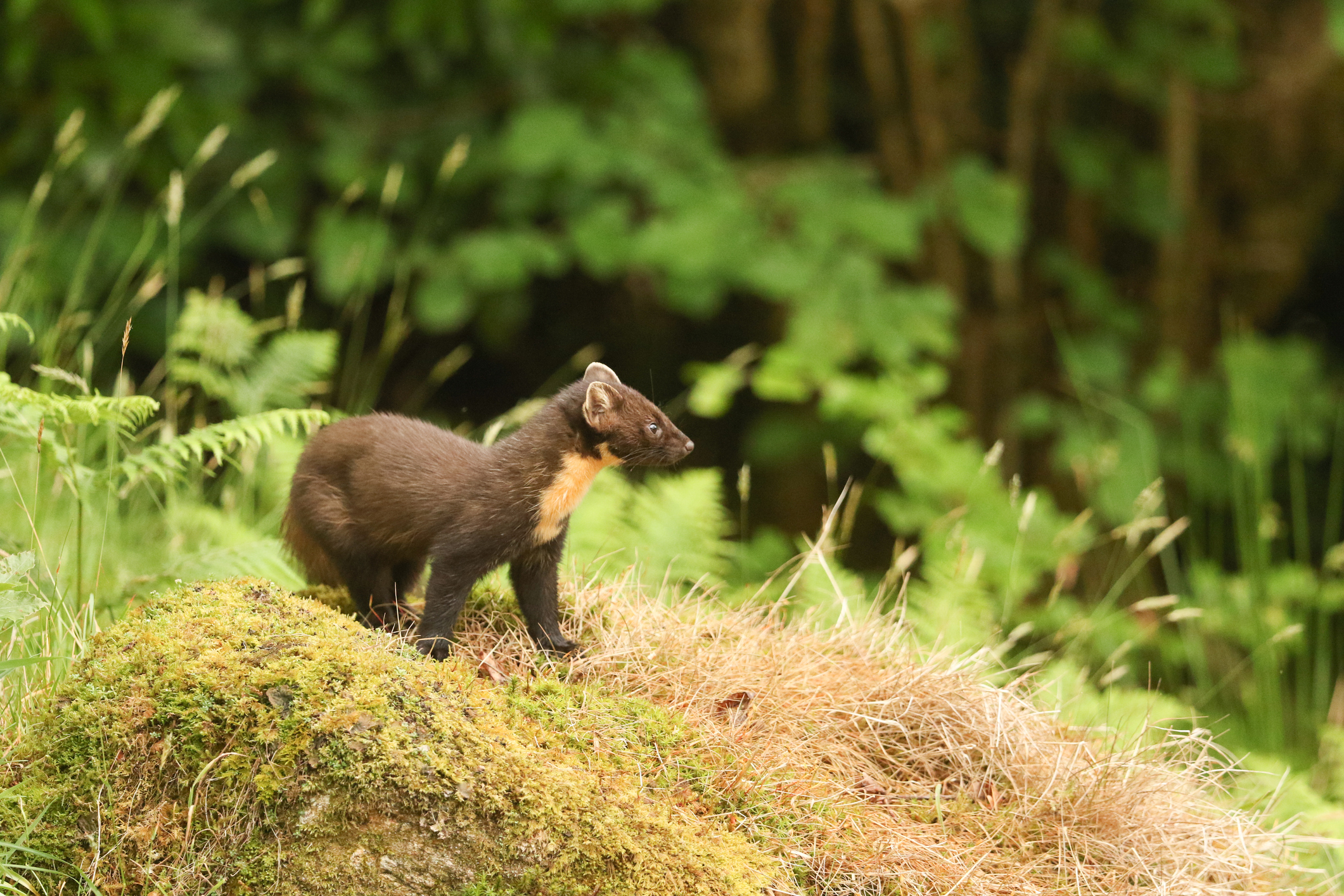 A pine marten standing on a mossy mound in the Highlands of Scotland, UK. © Sandra Standbridge/Getty A pine marten standing on a mossy mound in the Highlands of Scotland, UK. © Sandra Standbridge/Getty