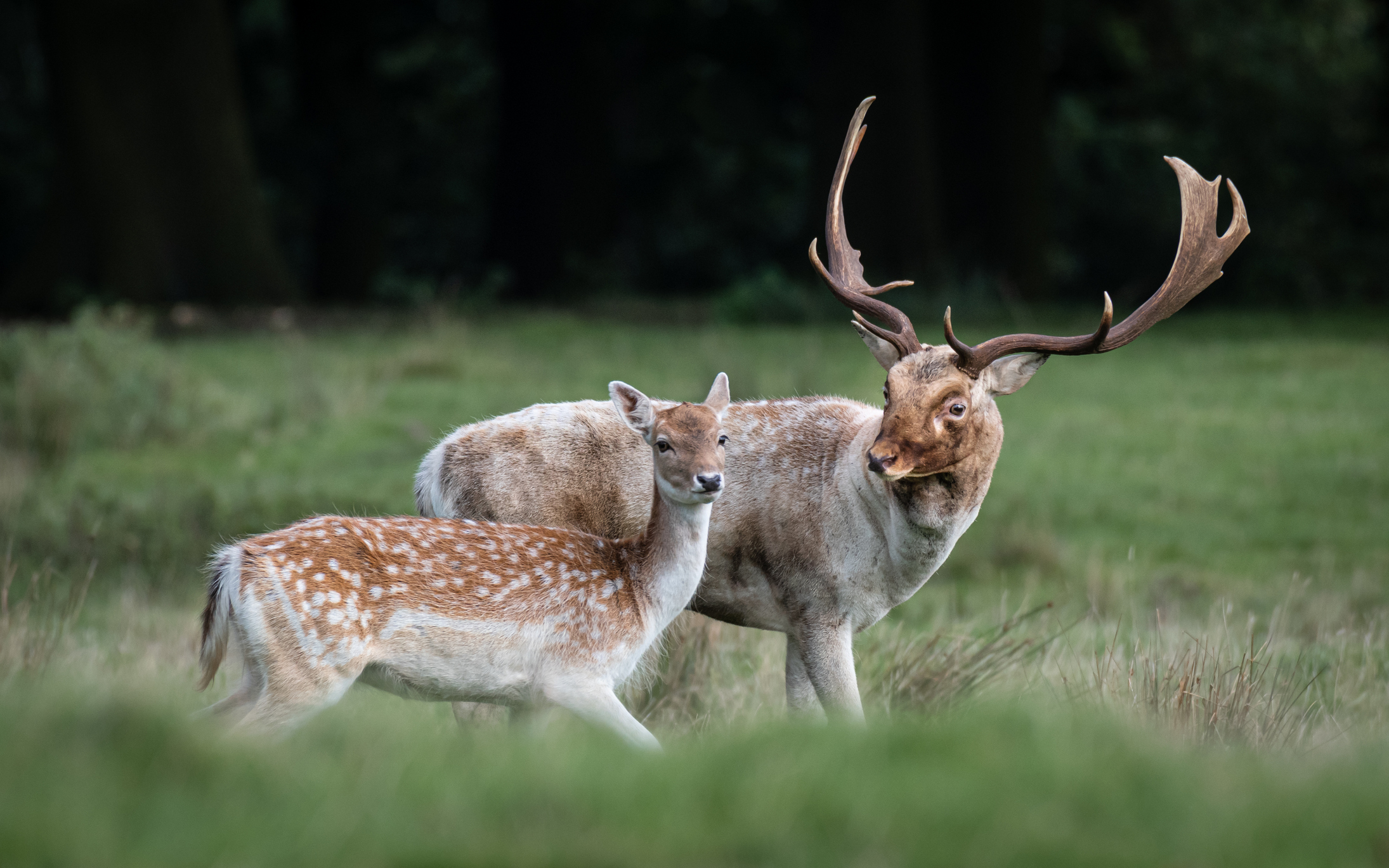 A male fallow deer (buck) and a female (doe). © Alan Tunnicliffe Photography/Getty A male fallow deer (buck) and a female (doe). © Alan Tunnicliffe Photography/Getty
