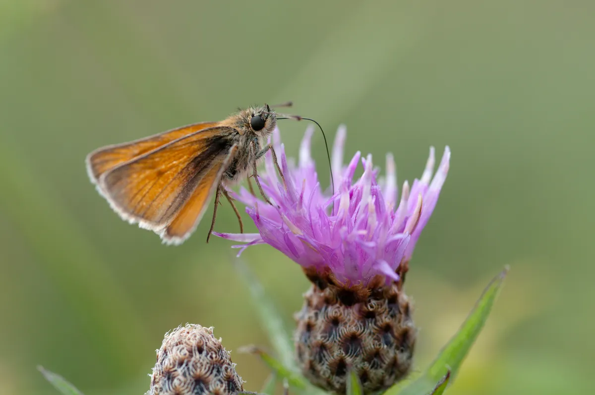Small skipper butterfly feeding on common knapweed (Centaurea nigra). © Ian West/Oxford Scientific/Getty Images Plus Small skipper butterfly feeding on common knapweed (Centaurea nigra).
