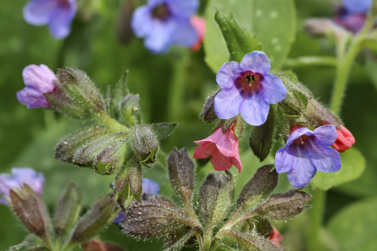 Common lungwort (Pulmonaria officinalis)