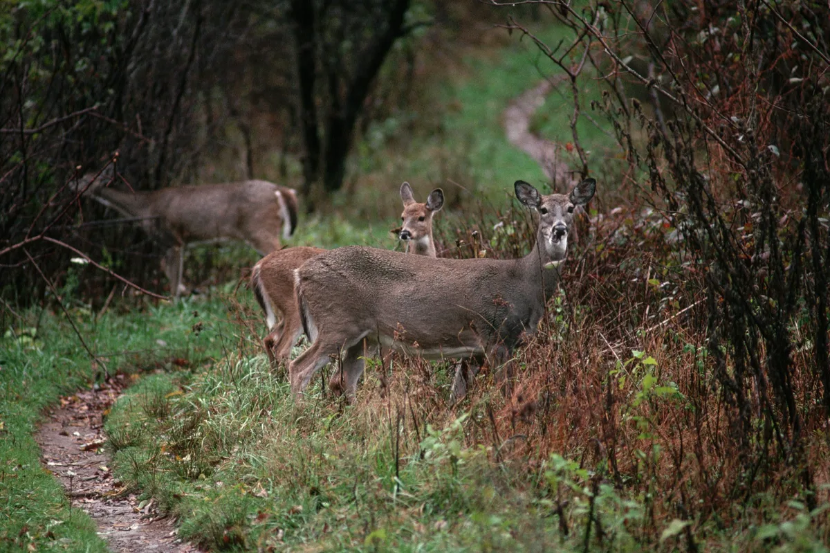 Three white-tailed does eat from shrubs along the Appalachian Trail