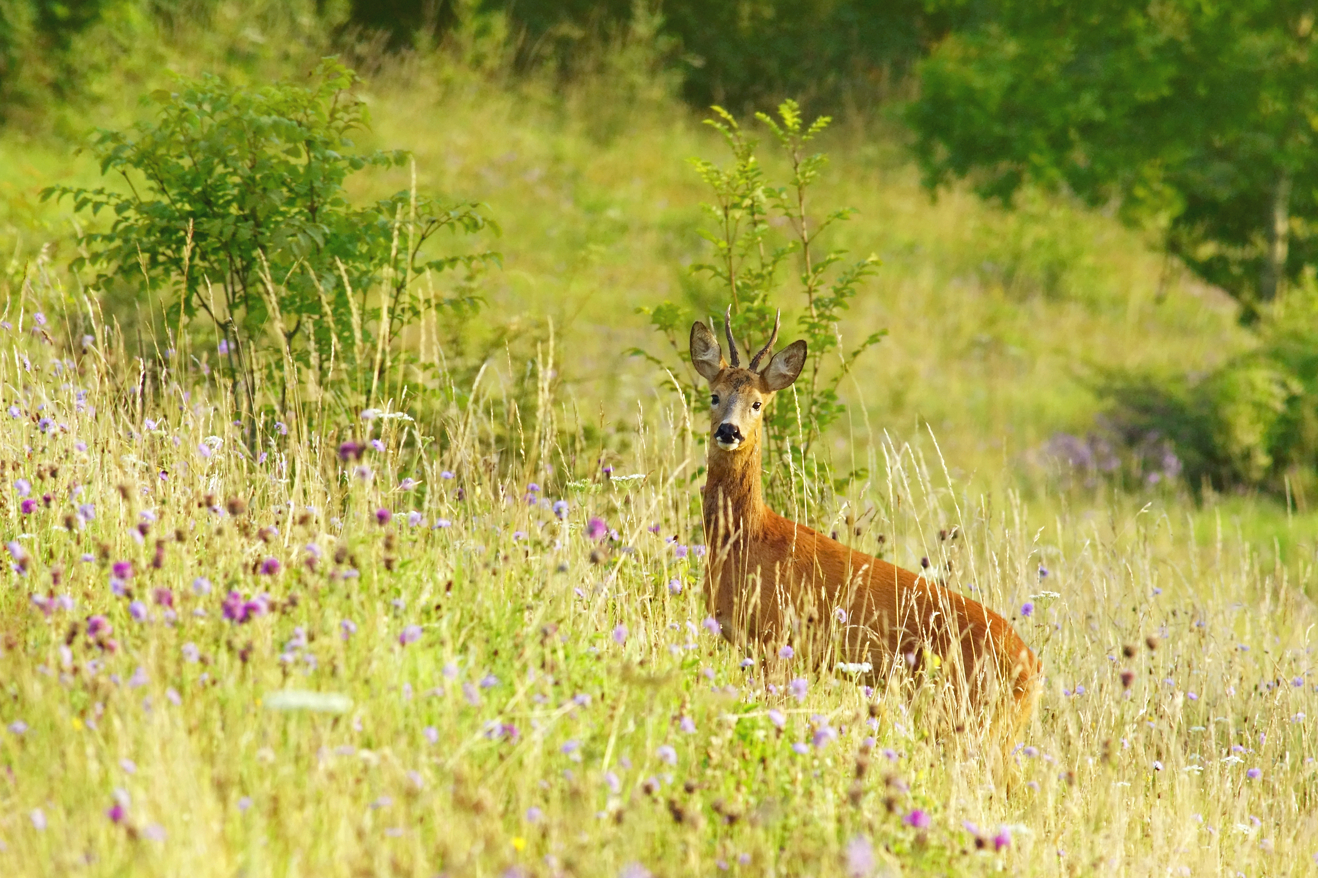 A male (buck) roe deer among wildflowers on the Rudge Hill Nature Reserve, The Cotswolds, Gloucestershire, UK. © Peter Llewellyn/Getty A male (buck) roe deer among wildflowers on the Rudge Hill Nature Reserve, The Cotswolds, Gloucestershire, UK. © Peter Llewellyn/Getty